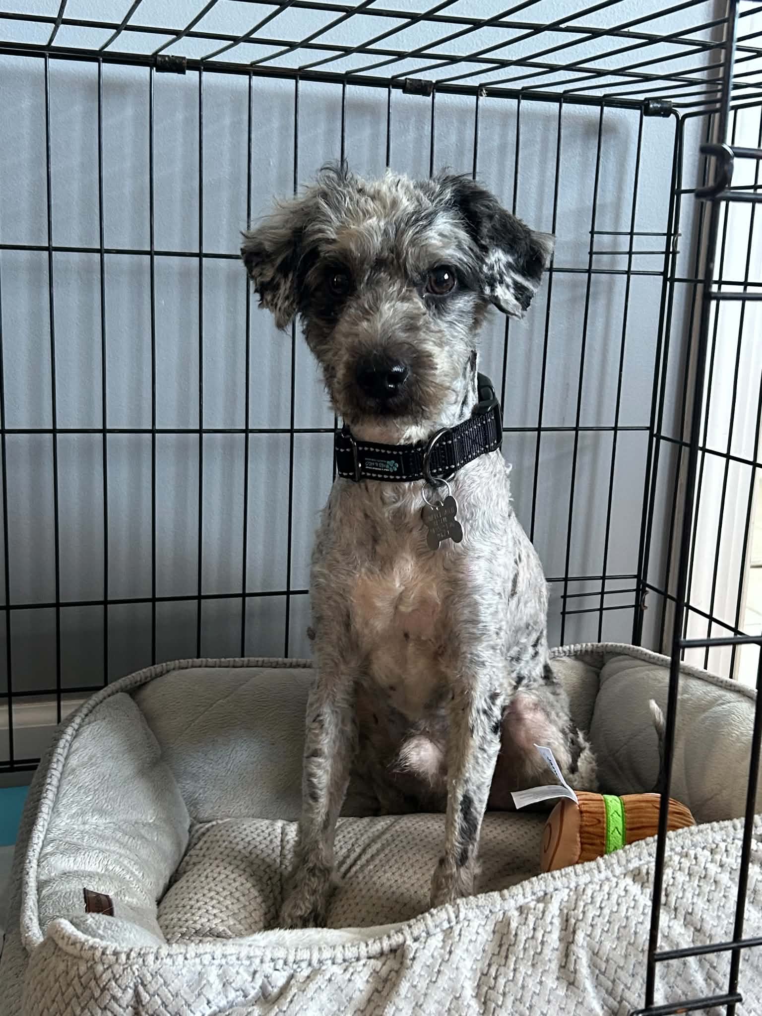 Zoomie - Poodle (Miniature)