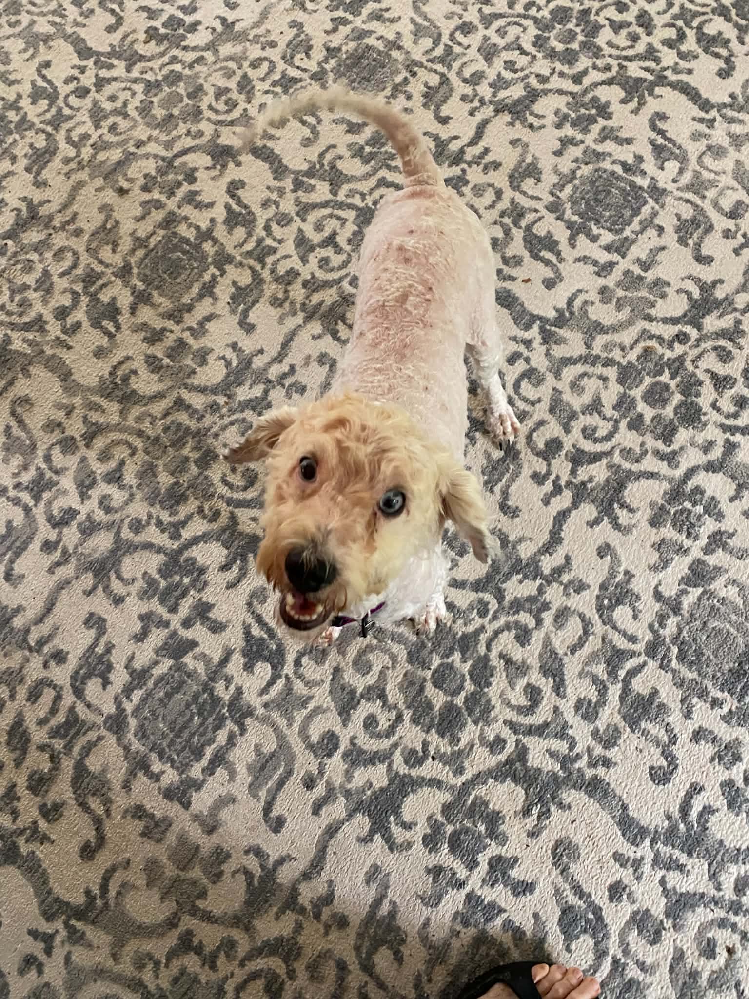Zonis image 2