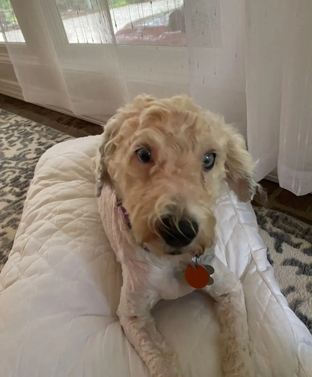 Zonis - Poodle (Miniature)