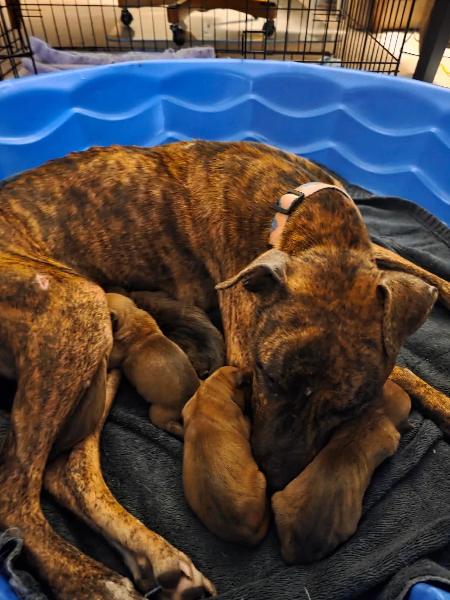 Mama Mira