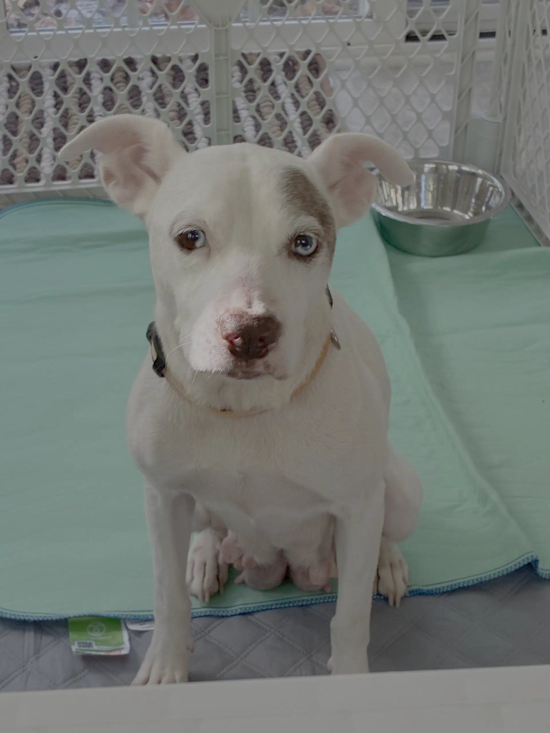 Autumn - Mom To Raine - Terrier