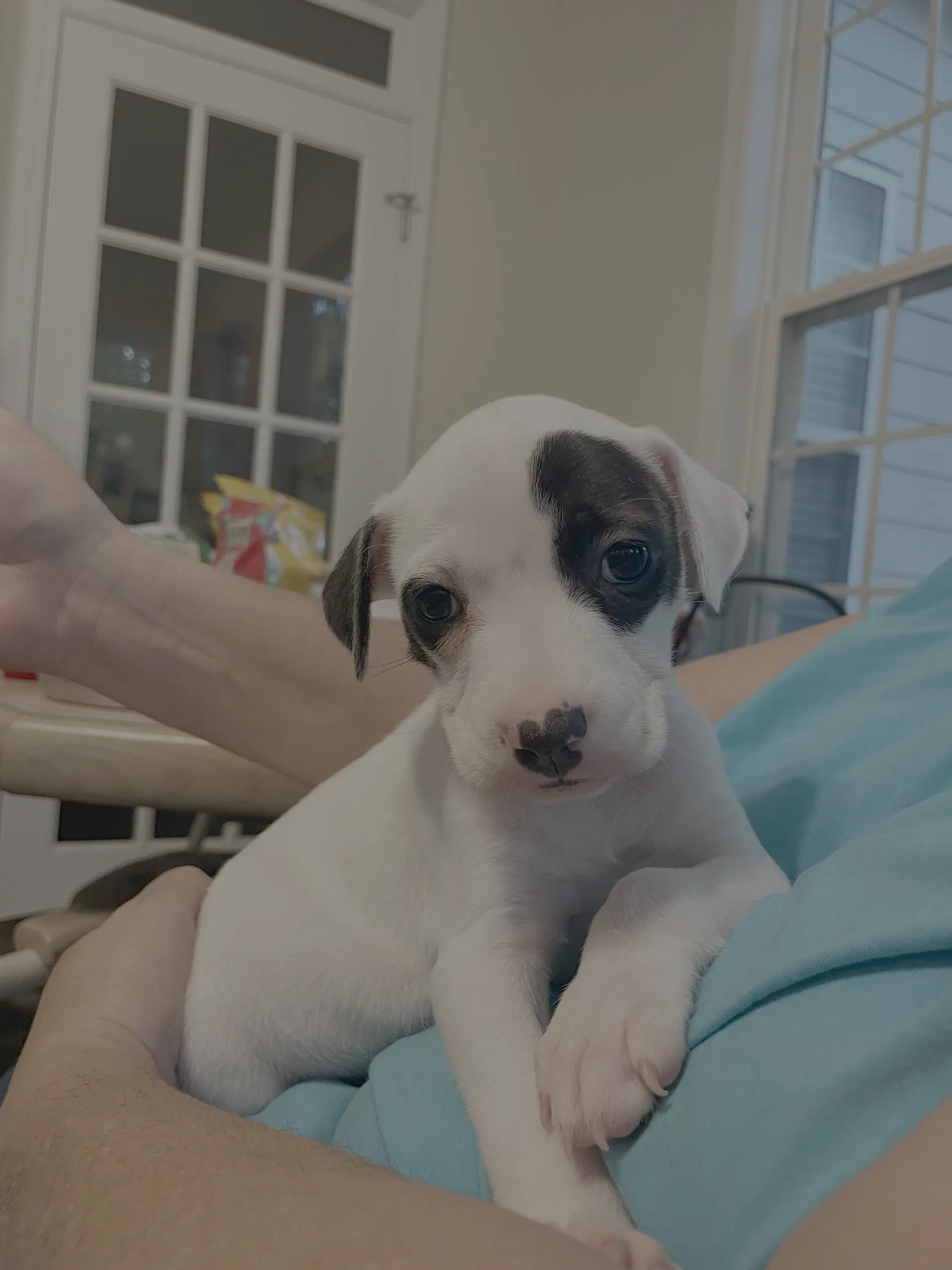 Raine - Autumn's Baby - Terrier