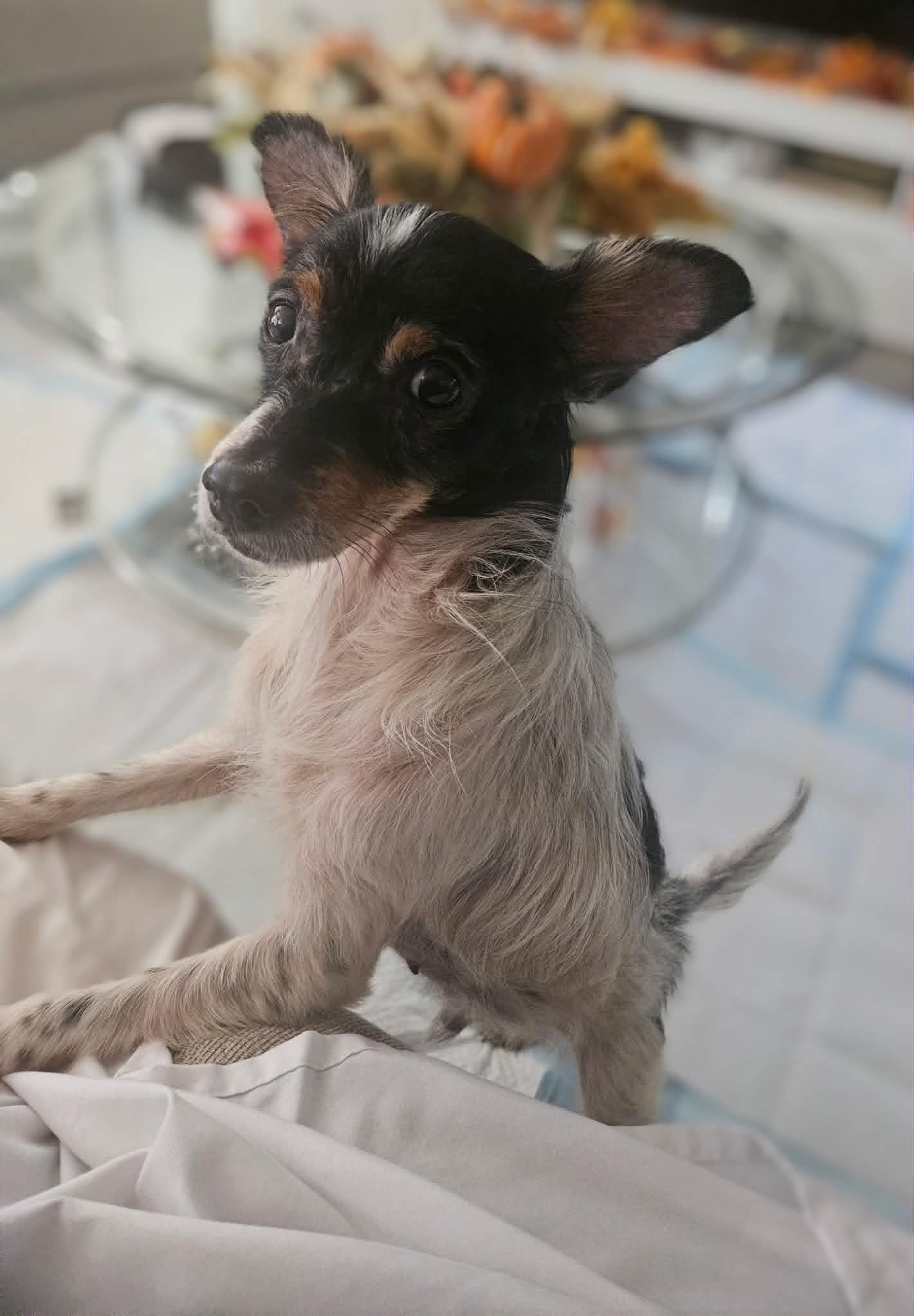 Charlie, photo 2