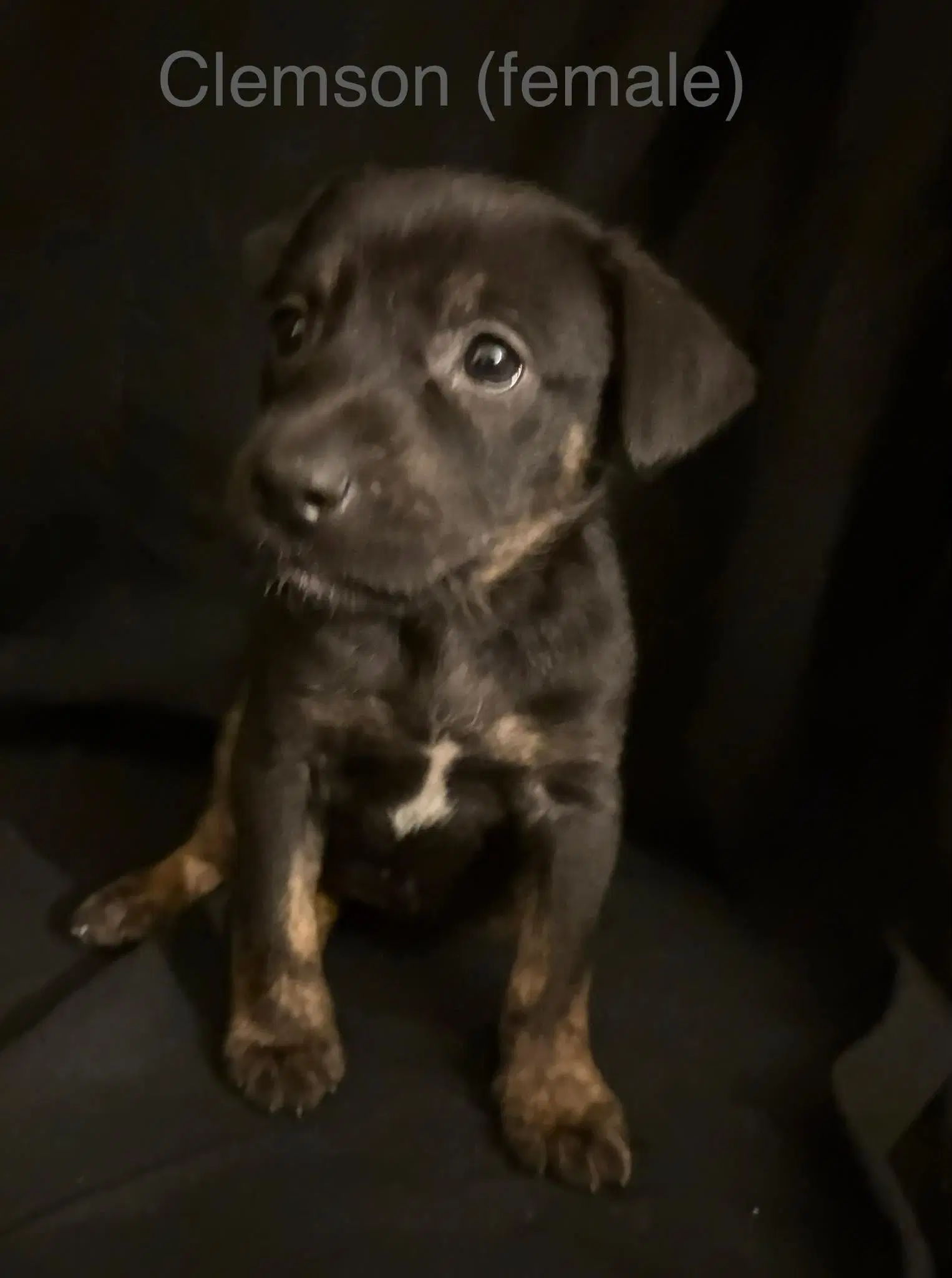 Clemson - The Campus Crew Litter - Labrador Retriever