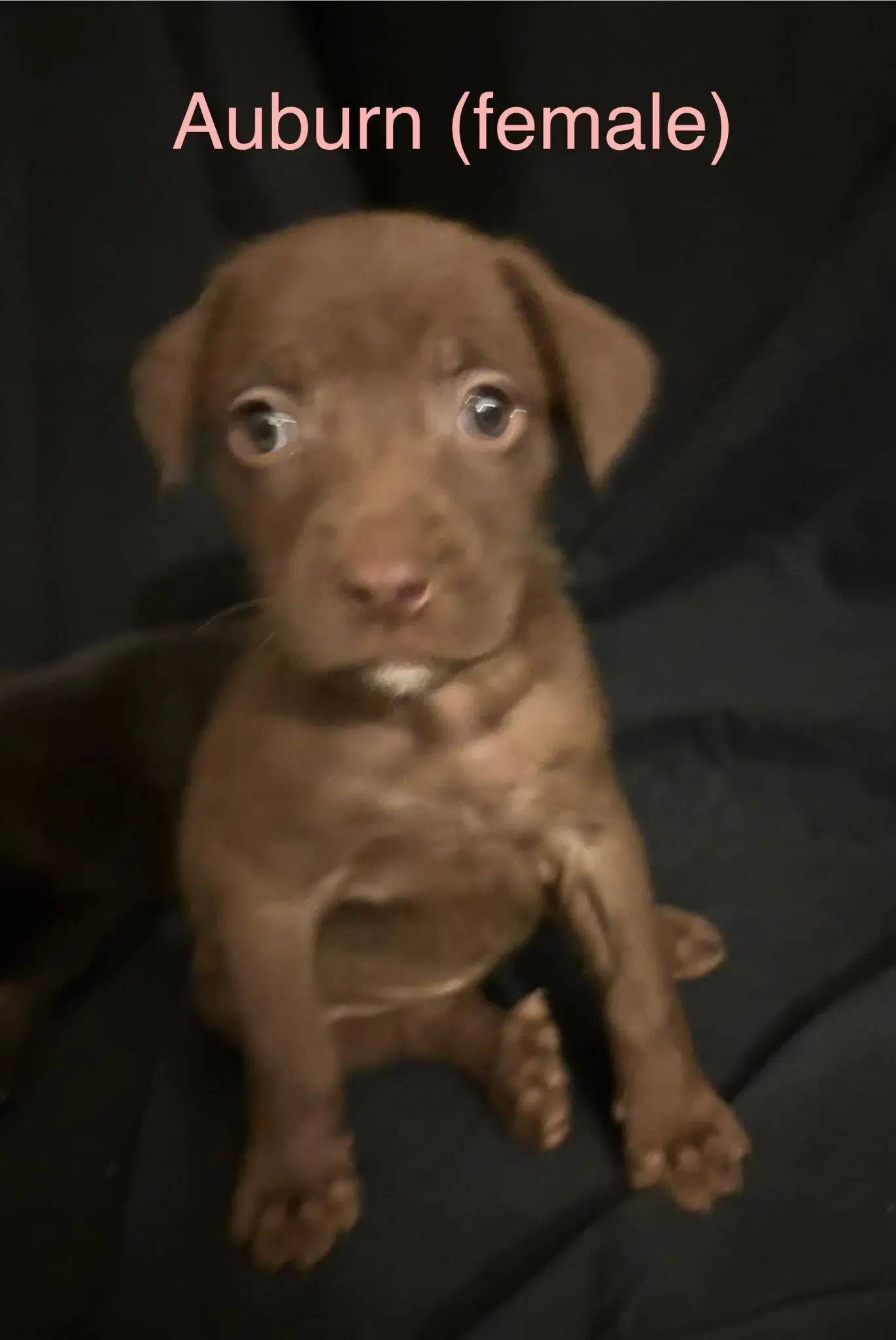 Auburn - The Campus Crew Litter - Labrador Retriever