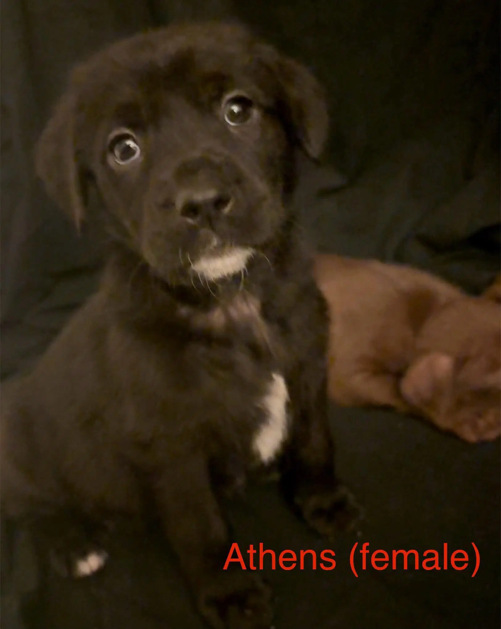Athens - The Campus Crew Litter - Labrador Retriever