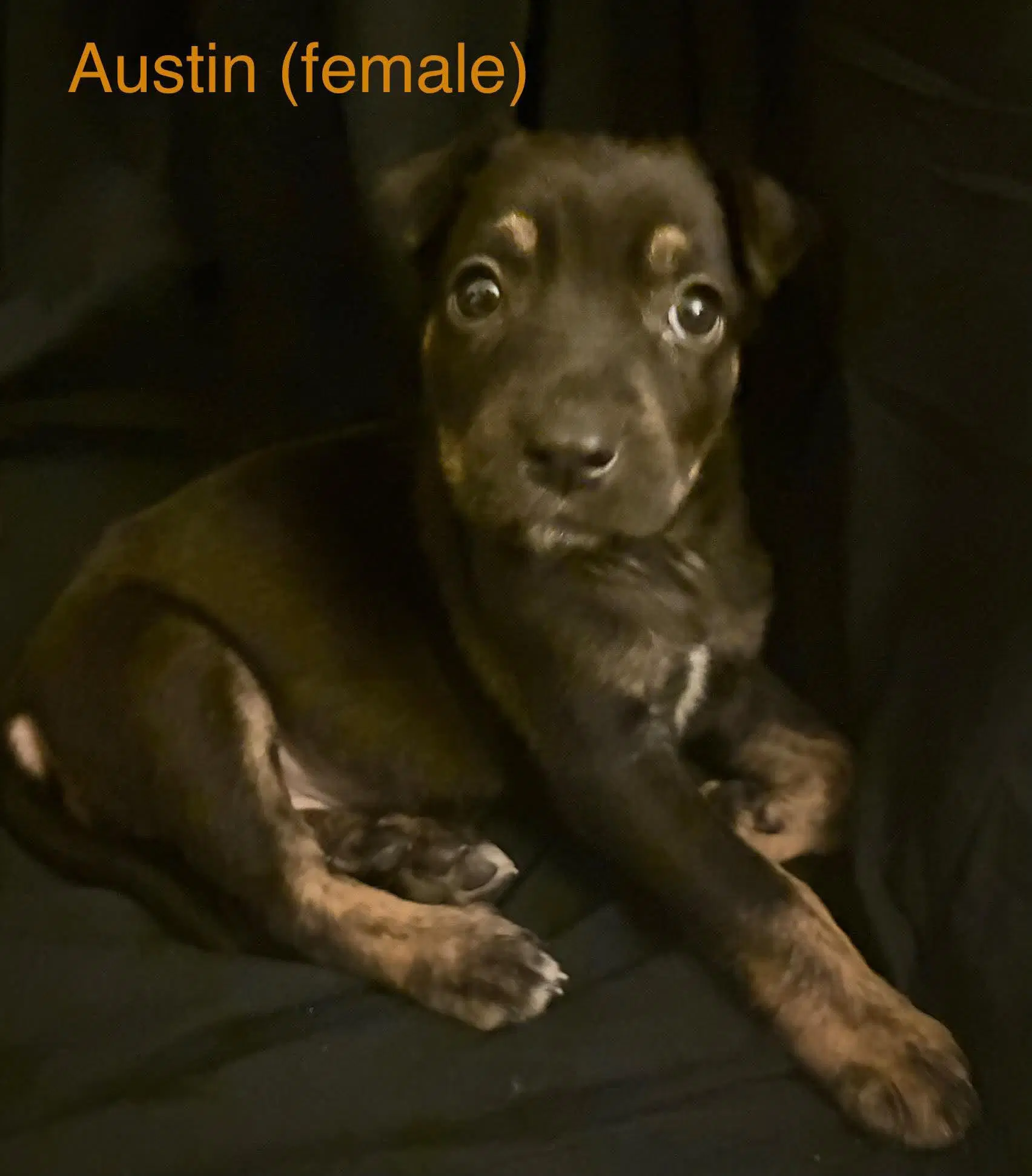 Austin - The Campus Crew Litter - Labrador Retriever