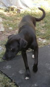 Runa