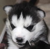 Mindy-Adoption Pending