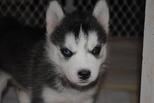 Mindy-Adoption Pending