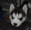 Mindy-Adoption Pending