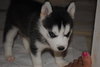 Mindy-Adoption Pending
