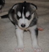 Spanky/Ryker