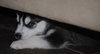 Spanky/Ryker