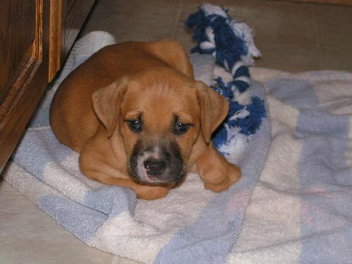 Sandy