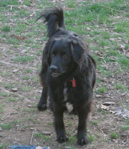 Buddy - Courtesy