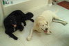 Buddy - Courtesy