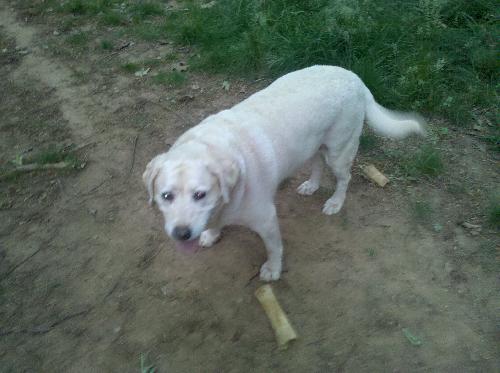 Callie - Courtesy
