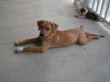 Baxter