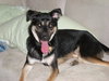 Andy-Adoption Pending