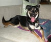 Andy-Adoption Pending