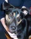 Andy-Adoption Pending