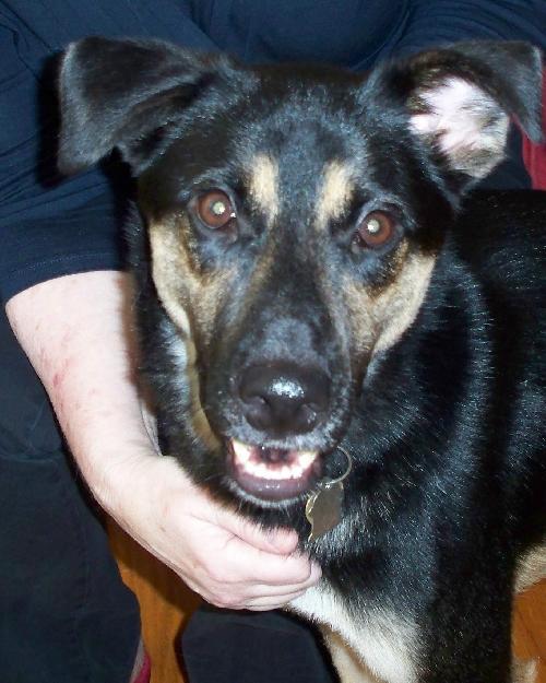 Andy-Adoption Pending