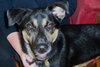 Andy-Adoption Pending