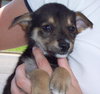 Sampson