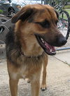 Silas
