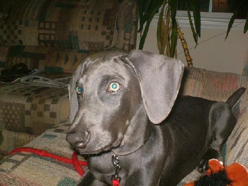 Duke-Courtesy Listing