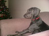 Duke-Courtesy Listing