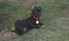 Abner