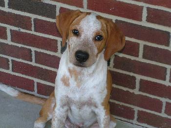 Flynn