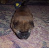 Robbie