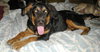 Bronte-Khloe