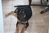 Bronte-Khloe