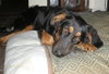 Bronte-Khloe
