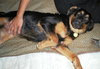 Bronte-Khloe