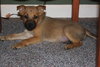 Aldo