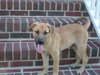 Sir Duke