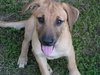 Sir Duke