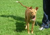 Honey - Courtesy Listing