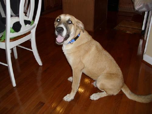Scooby