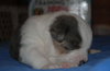 Rockie