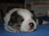 Rockie