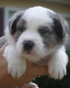 Rockie
