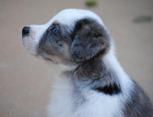 Rockie