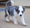 Rockie
