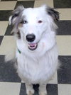 Bindi